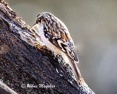 Tree creeper