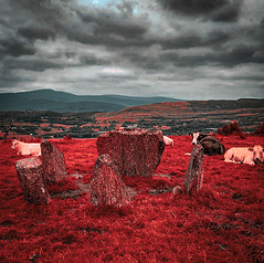 Cows in ireland