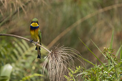 Blue-breasted bee-eater Merops variegatus