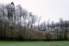 A Gathering of Iced Trees