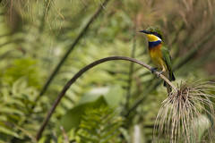 Blue-breasted bee-eater Merops variegatus