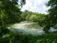 Brookfield, IL, Brookfield Zoo, Swan Lake