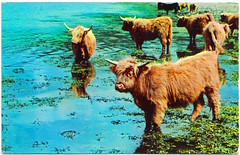 Highland Cattle From a Colour Photograph Prior to 1964. And Hidden Microphones in the American Embassy.