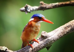 Malachite Kingfisher