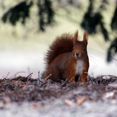 Red squirrel