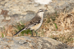 Calandria grande - Chalk-browed mockingbird