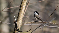 Черноголовая гаичка (лат. Poecile palustris)