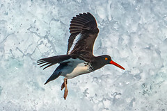 American Oystercatcher and Two Black Oystercatchers Flying In