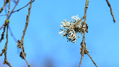 Псевдеверния Зернистая (Pseudevernia furfuracea)