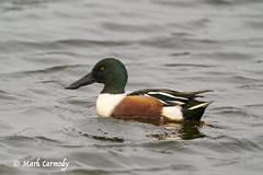 Northern Shoveler/Spadalach (Anas clypeata)