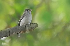 Asian Brown Flycatcher (Muscicapa dauurica)