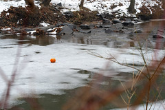 Rock Creek Jack-o-lantern