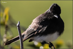 Reflections of a Feathered Watcher - LR9A3143 -Congrats on Explore! ⭐ January 20, 2025  #83