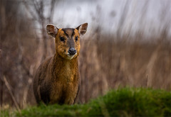 Muntjac Doe