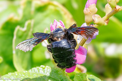 Xylocopa