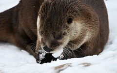 Let's Make Snowballs!