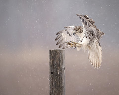 Red-tailed Hawk