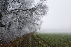 Peace in a frosted landscape.