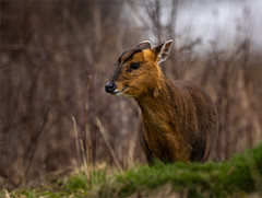 Muntjac Doe