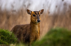 Muntjac Doe