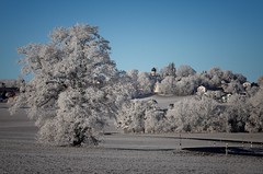 Frozen Morning