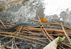 Grass-snake