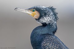 Grand Cormoran - Great Cormorant (Phalacrocorax carbo) - Lyon - Pont Mazaryk (Rhône) France, le 30 janvier 2024