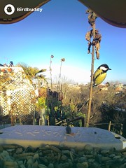 20241226_Birdbuddy