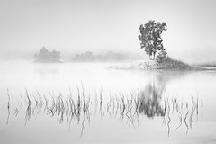 The Guardian of the Swamp