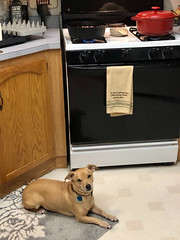 Chucky Waiting for a Sample of My Cooking