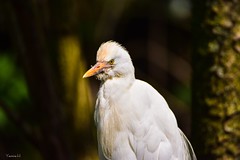 14274 - Aigrette