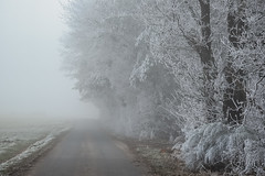 The Whispering Woods of Winter's Grip