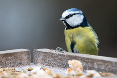 Birds around Fradley.