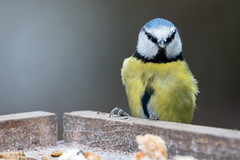 Birds around Fradley.