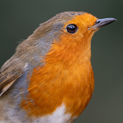 Birds around Fradley.