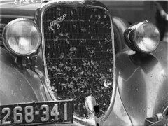 Dodge six car showing radiator covered in grasshoppers, 6 November 1934