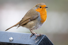 Birds around Fradley.