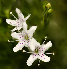 Australian Myoporum macro