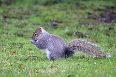 Wee Gray Squirrel ️