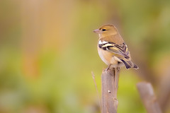 Chaffinch Lady