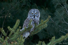 Chouette lapone \ Great Gray Owl (Explore January 22, 2025)