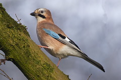 Eurasian Jay 