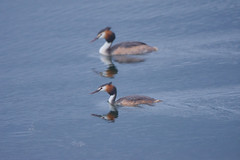 Great Crested Grebes