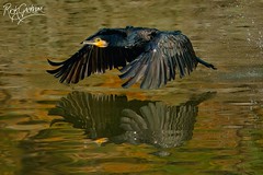 Great Cormorant / Phalacrocorax carbo / 普通鸕鶿