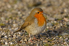 Robin 