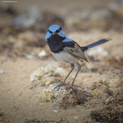 Superb Fairywren: Beach Boy