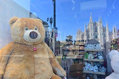 The bear looks at the Milan Cathedral