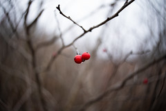 Two Winter Berries