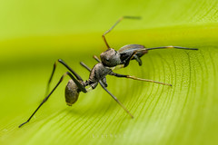 An Ant-mimicking is hiding in a leaf