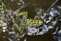 Northern Leopard Frog (Lithobates pipiens)